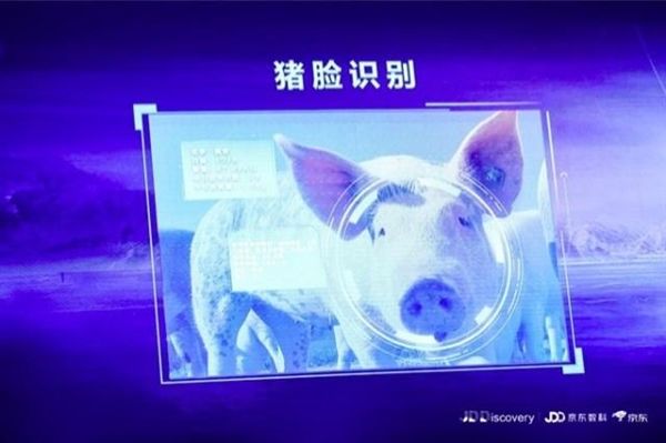 京東宣布進(jìn)軍養(yǎng)豬業(yè)，還推出了“豬臉識別”技術(shù)